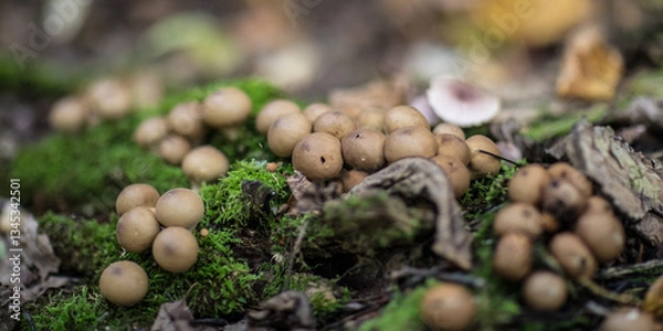 Obraz mushroom closeup