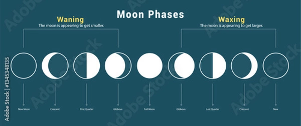 Fototapeta Moon phases drawing chart clipart set. Moon waning and waxing phases chart in lunar outline hand drawn clip art for elementary science education vector illustration. 
