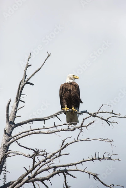 Obraz Bald Eagle on a branch