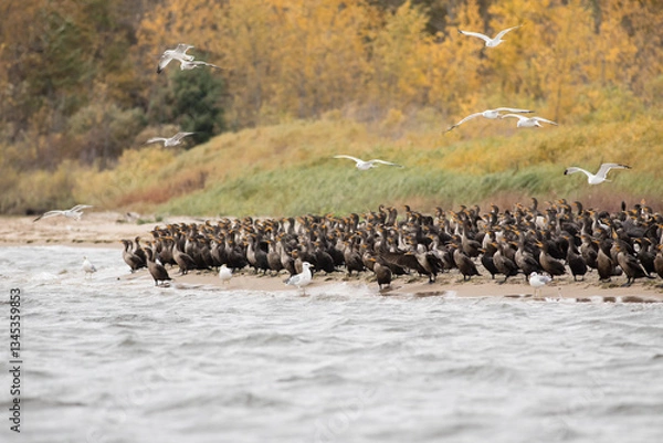 Obraz Cormorants and Seagulls