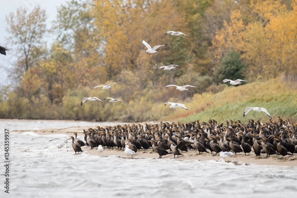 Obraz Cormorants and Seagulls