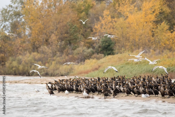 Obraz Cormorants and Seagulls