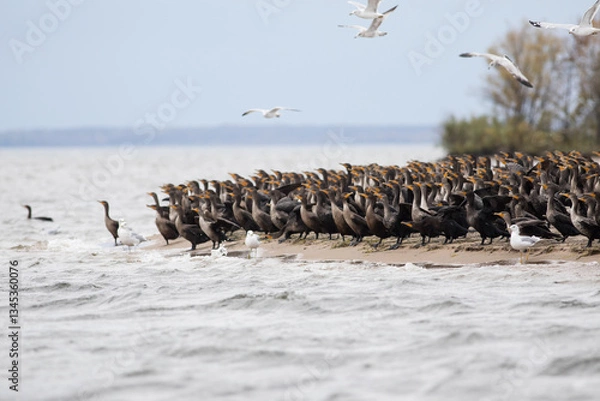 Obraz Cormorants and Seagulls