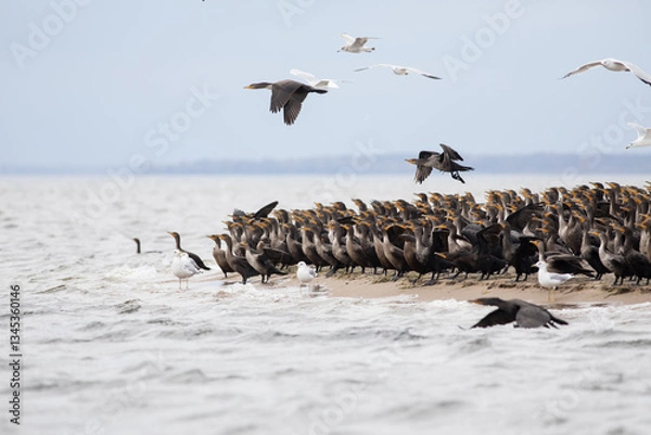 Obraz Cormorants and Seagulls