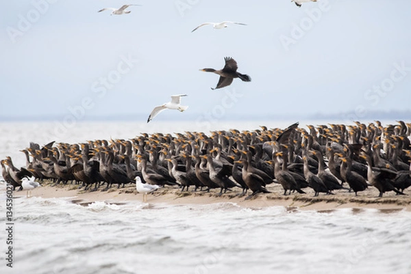 Obraz Cormorants and Seagulls