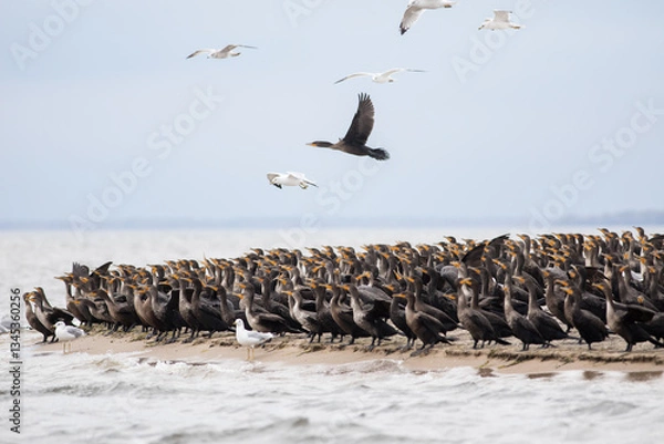 Obraz Cormorants and Seagulls