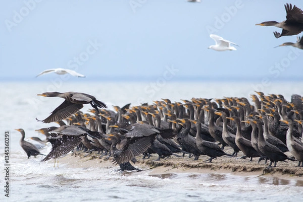 Obraz Cormorants and Seagulls
