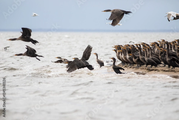 Obraz Cormorants and Seagulls