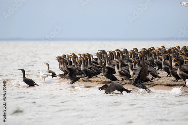 Obraz Cormorants and Seagulls