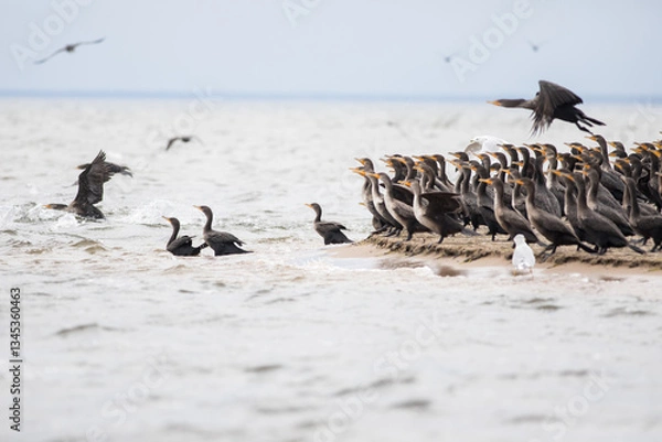 Obraz Cormorants and Seagulls