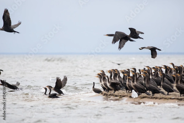 Obraz Cormorants and Seagulls