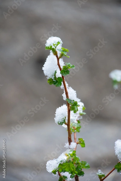 Obraz late spring snow clinging to leaves