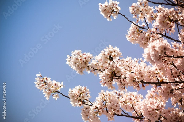 Obraz Cherry Blossom