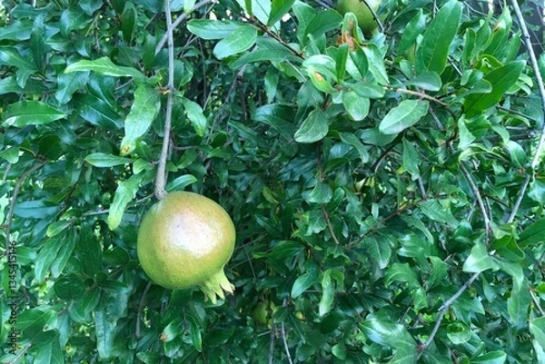 Fototapeta Pomegranates hanging from the tree against a background of green leaves.
