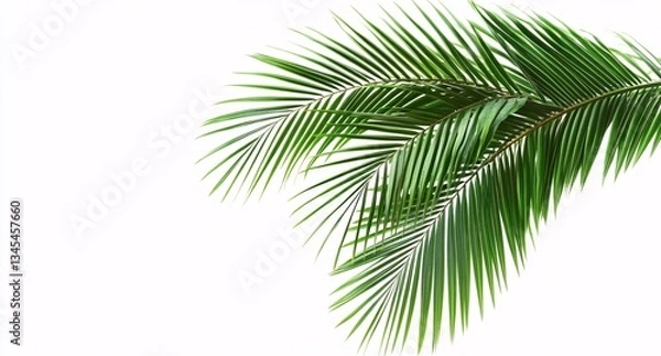 Obraz Vivid Green Palm Leaves Against Bright White Minimalist Background.