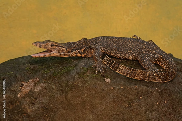 Fototapeta A young salvator monitor lizard hunts for prey on a moss-covered rock. This reptile has a scientific name
Varanus salvator.
