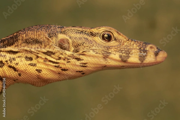 Fototapeta The face of a young salvator monitor lizard is handsome and fierce. This reptile has a scientific name Varanus salvator.