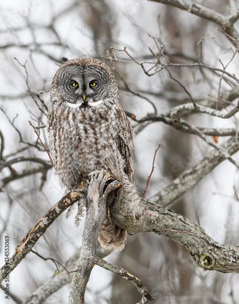 Obraz Great Grey Owl Perched on Tree