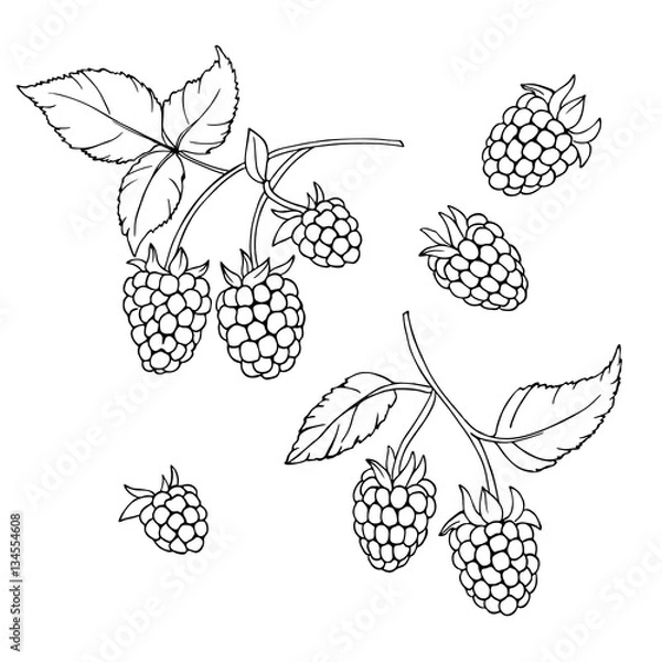 Obraz wektorowa monochromatyczna ilustracja kontur zestawu jagód malinowych