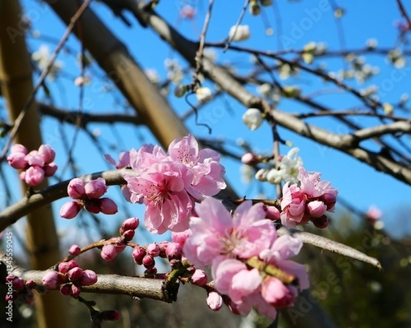 Fototapeta 春の陽ざしを浴びて可愛く咲く　桃の花