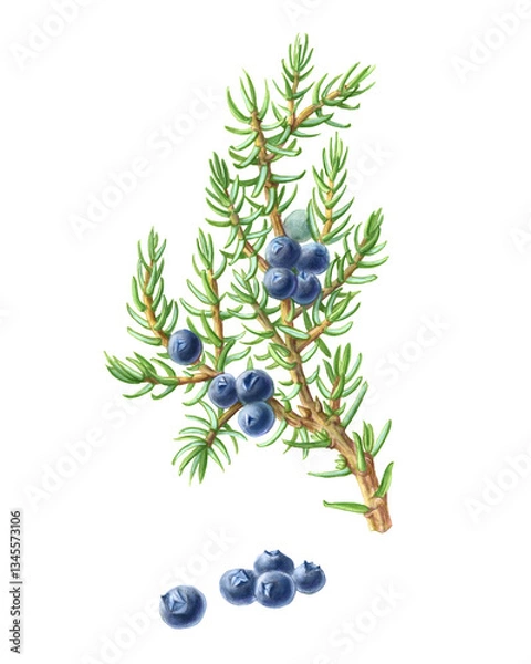 Obraz Juniper hand-drawn pencil illustration isolated on white
