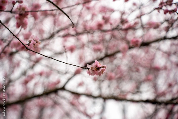 Obraz Pink peach flower blossom