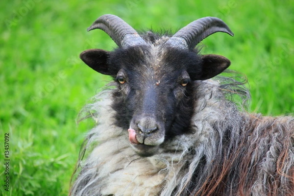 Obraz Heidschnucken auf der Weide