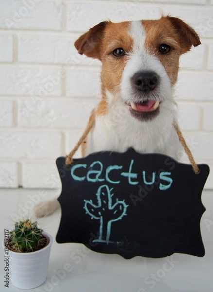 Fototapeta Dog and cactus
