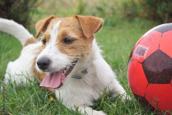 Fototapeta Happy dog with ball
