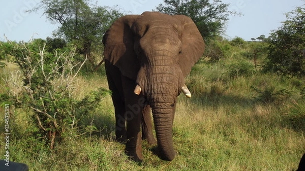 Obraz Elefanten Bulle