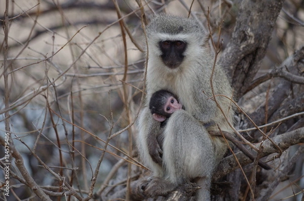 Obraz Vervet Monkey