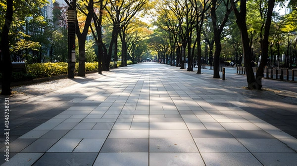 Fototapeta Stone Paved Pathway Lined By Tall Trees Under Warm Sunlight in a Public Park