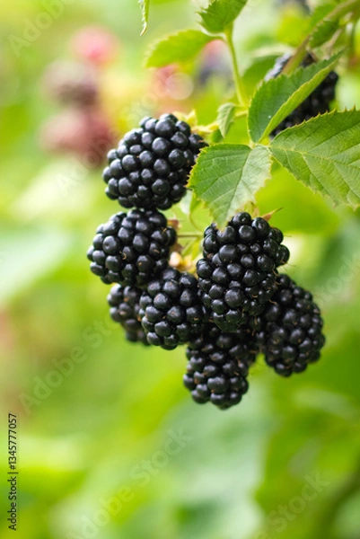 Fototapeta Ripe blackberries on a branch with green leaves in the garden
