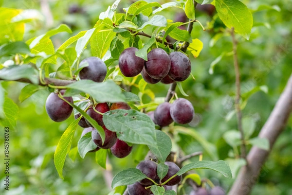 Fototapeta Close-up image of ripe plums on a tree branch, with green leaves and natural lighting