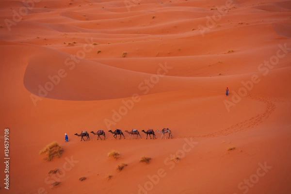Fototapeta Camel caravan in the Sahara
