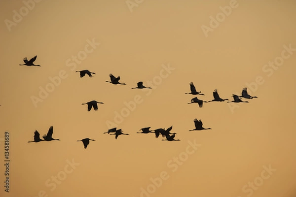 Obraz Grullas volando al atardecer 