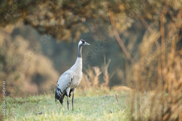Obraz Grulla común en la dehesa, Extremadura