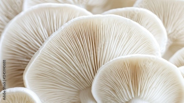 Fototapeta Close up view of several textured white fungi specimens