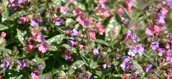 Obraz Sunny spring day. The pulmonaria saccharata plentifully blossoms in small pink-purple flowers.