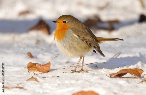 Obraz Rotkehlchen im Schnee