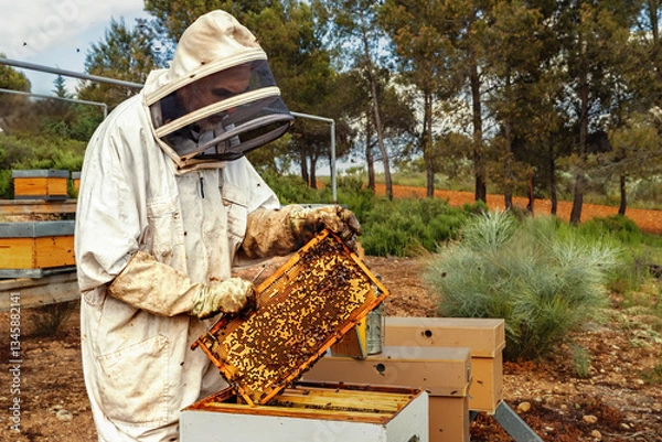 Obraz Beekeeper working on outdoor beehives