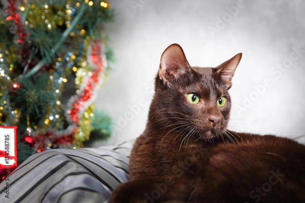 Obraz Brown Havana siamese cat