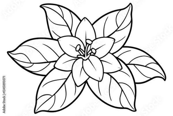 Obraz jasmine flower line art silhouette vector illustration
