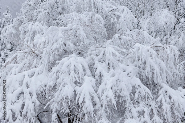Obraz 雪に覆われた景色 