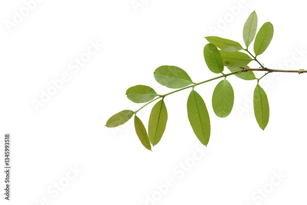 Obraz branch leaves or green leaf isolated. Tree Leaf Frame