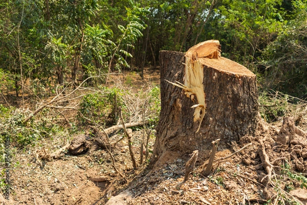 Fototapeta Large tree stumps were cut down to make way for construction work.