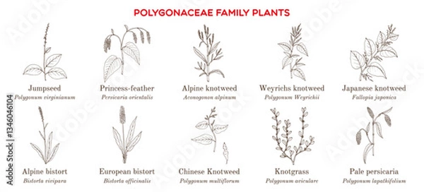 Obraz Collection of polygonaceae family plants. Hand drawn botanical vector illustration