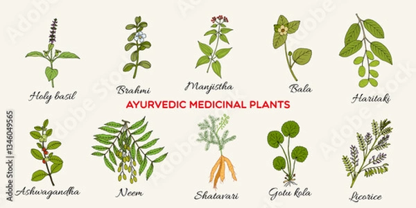 Obraz Ayurvedic medicinal plants and herbs, natural botanical set. Hand drawn vector illustration