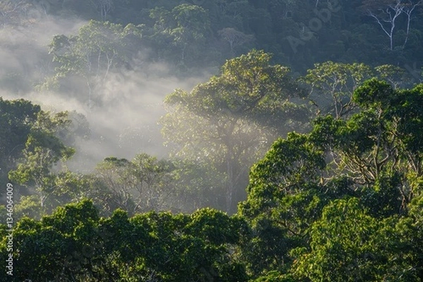 Fototapeta Lush Forest at Dawn: A dense forest with towering trees shrouded in morning mist