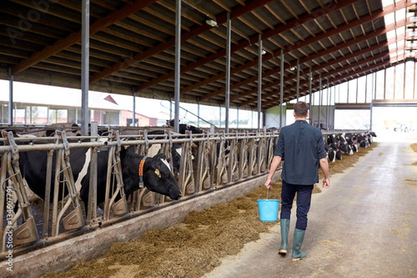 Fototapeta man with bucket walking in cowshed on dairy farm